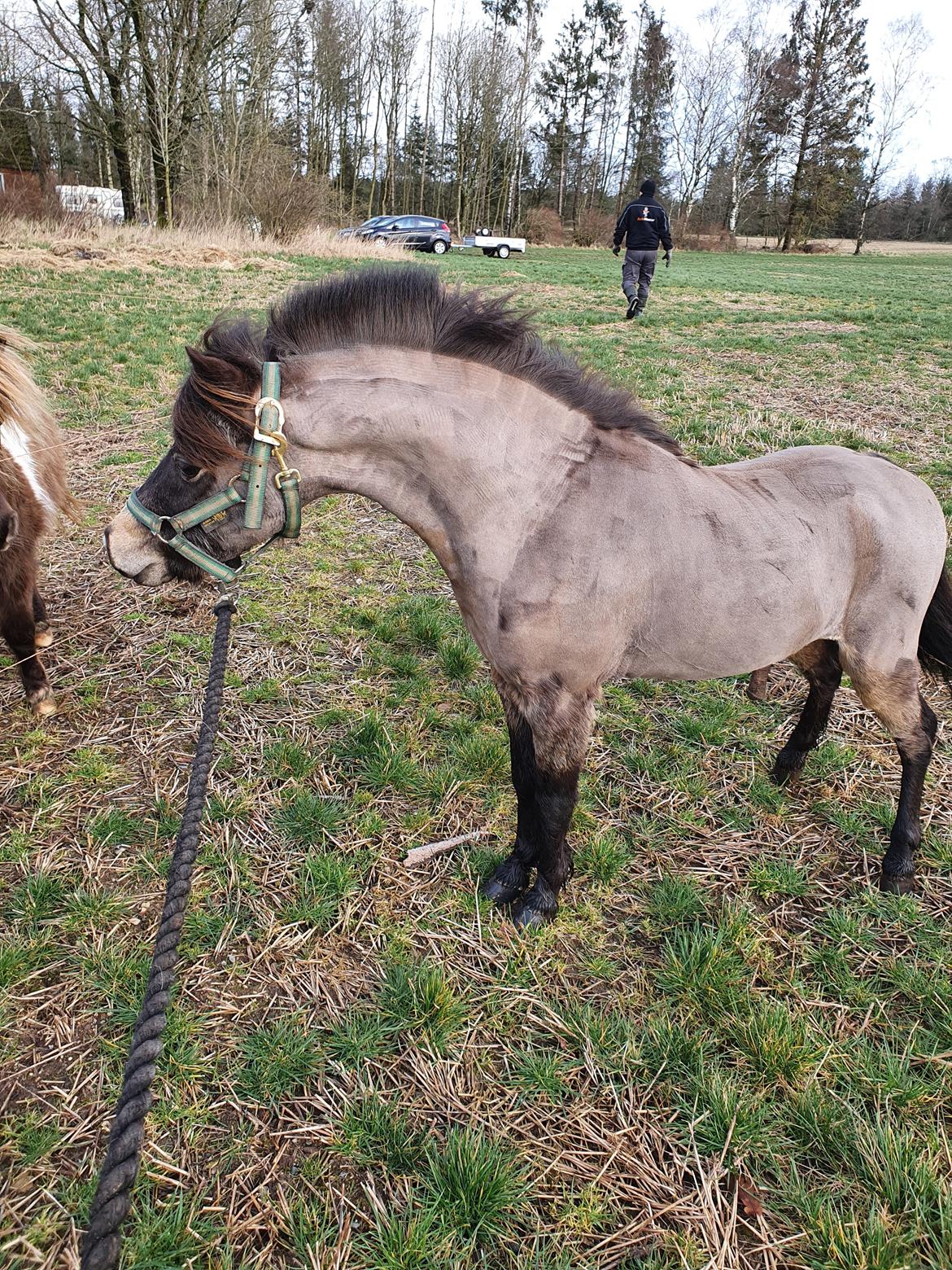 Amerikansk Miniature moutianmedows breakers cuervo gold  billede 3