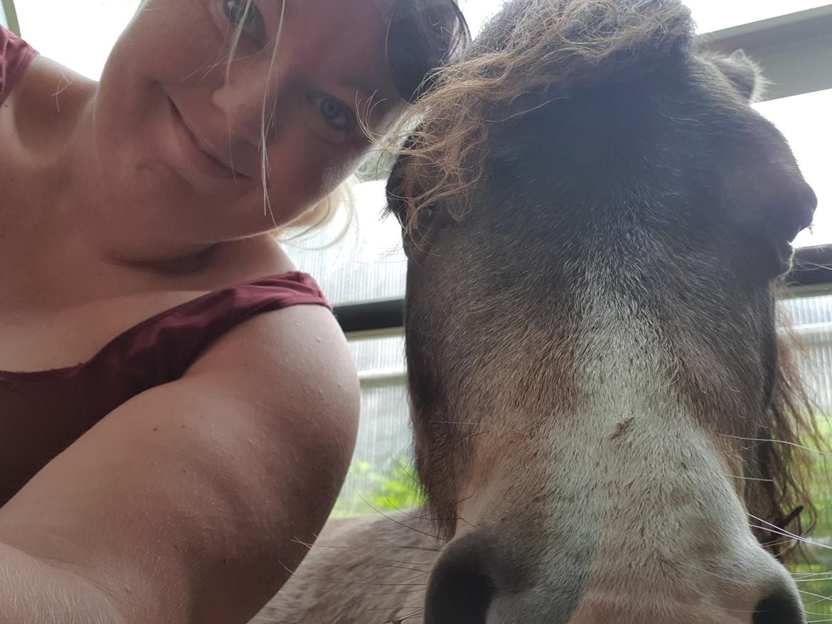 Amerikansk Miniature moutianmedows breakers cuervo gold  billede 4