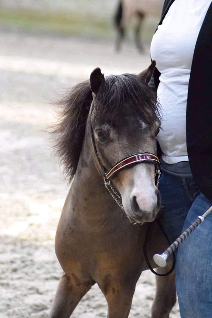 Amerikansk Miniature moutianmedows breakers cuervo gold  billede 5