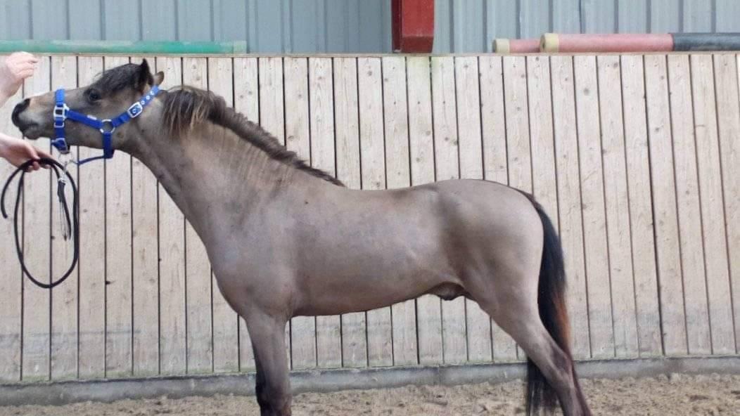 Amerikansk Miniature moutianmedows breakers cuervo gold  billede 6