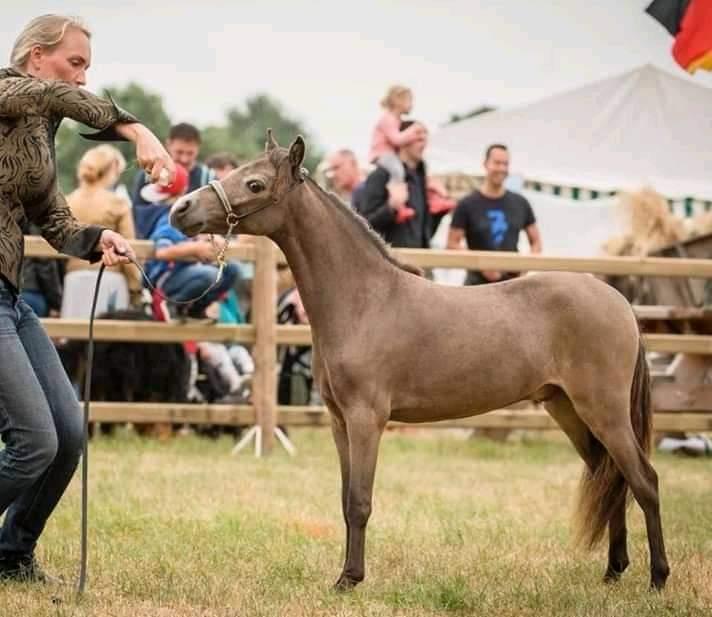 Amerikansk Miniature moutianmedows breakers cuervo gold  billede 7