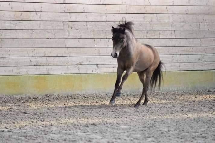 Amerikansk Miniature moutianmedows breakers cuervo gold  billede 8