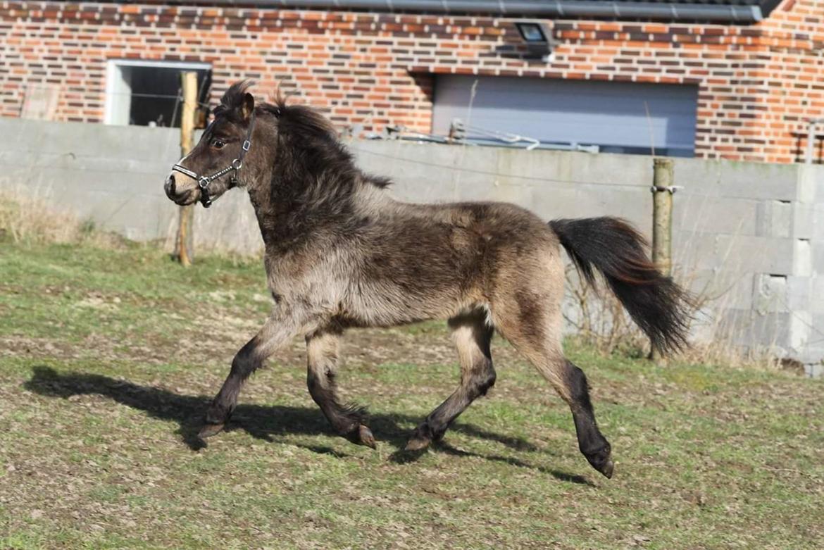 Amerikansk Miniature moutianmedows breakers cuervo gold  billede 10