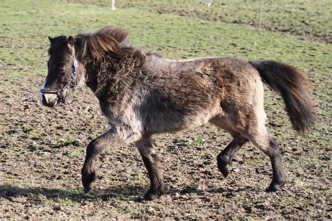 Amerikansk Miniature moutianmedows breakers cuervo gold  billede 11