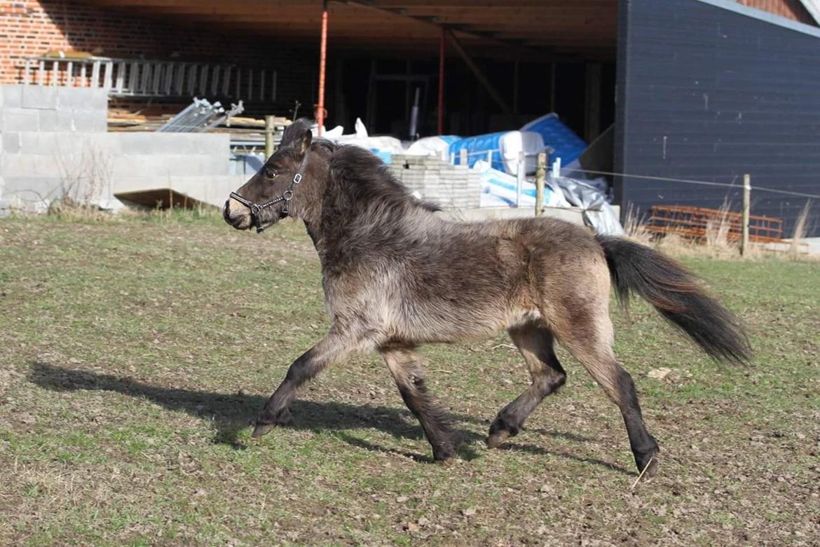 Amerikansk Miniature moutianmedows breakers cuervo gold  billede 9