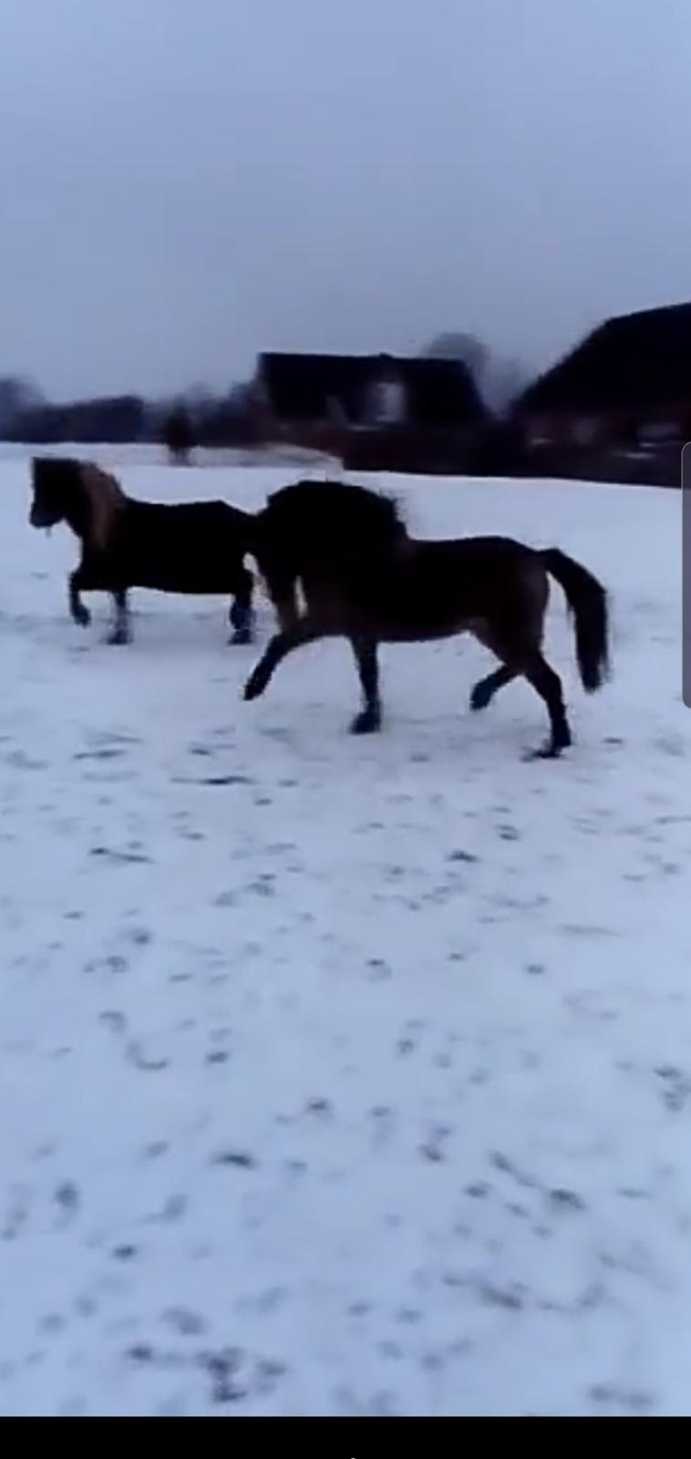 Amerikansk Miniature moutianmedows breakers cuervo gold  billede 12