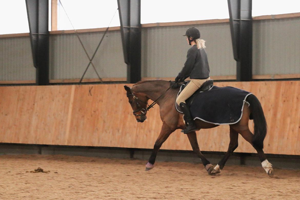 Dansk Varmblod Ascension day billede 16