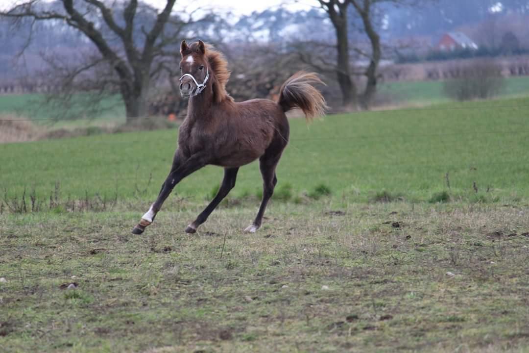 Arabisk fuldblod (OX) Shanzy bint sharifa ox *SOLGT* billede 9