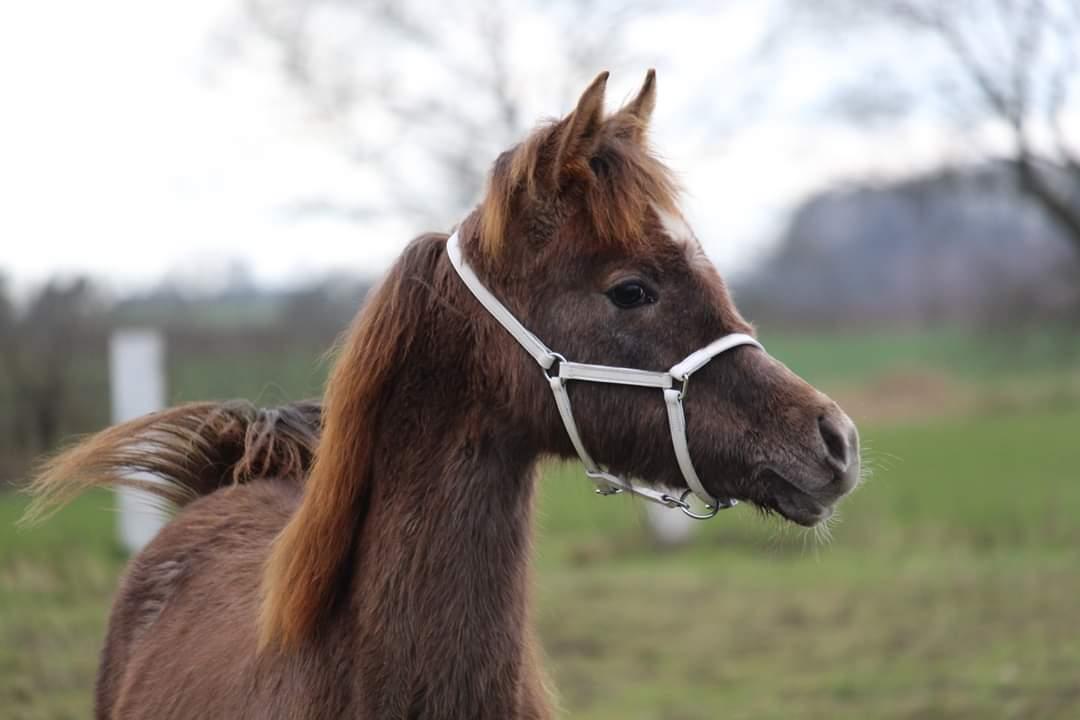 Arabisk fuldblod (OX) Shanzy bint sharifa ox *SOLGT* billede 7