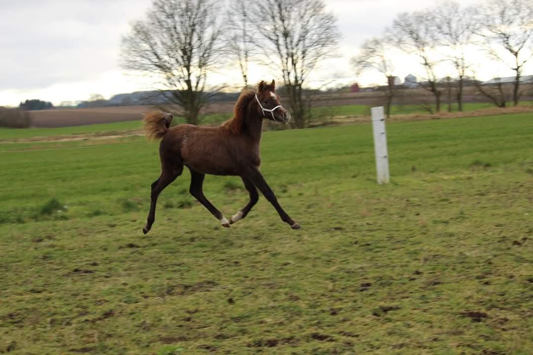 Arabisk fuldblod (OX) Shanzy bint sharifa ox *SOLGT* billede 12