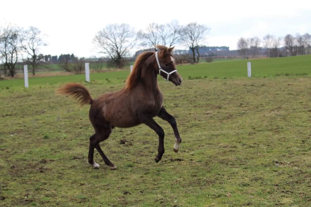 Arabisk fuldblod (OX) Shanzy bint sharifa ox *SOLGT* billede 10