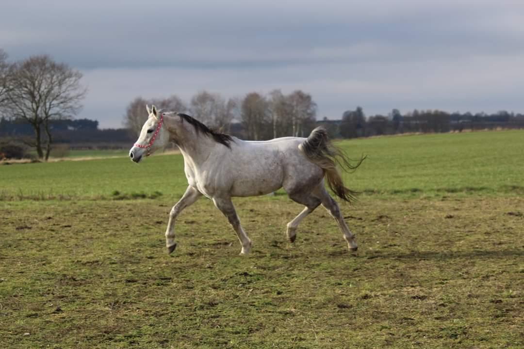 Arabisk fuldblod (OX) Sharifa Bint Jeska <3 *SOLGT* billede 10
