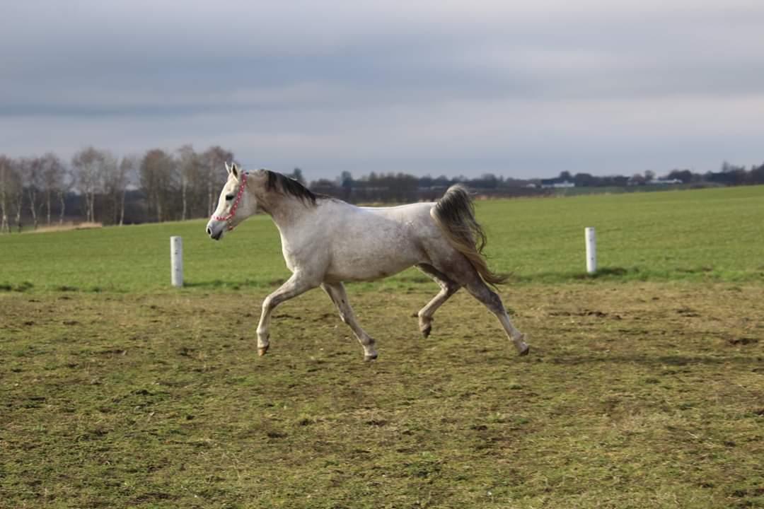 Arabisk fuldblod (OX) Sharifa Bint Jeska <3 *SOLGT* billede 11