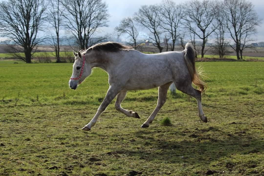 Arabisk fuldblod (OX) Sharifa Bint Jeska <3 *SOLGT* billede 9