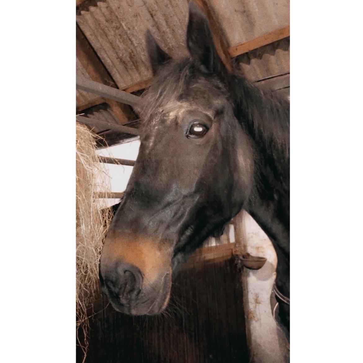 Traver Tøzzen  billede 17