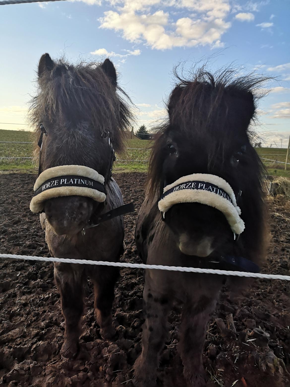 Shetlænder Nicki billede 10