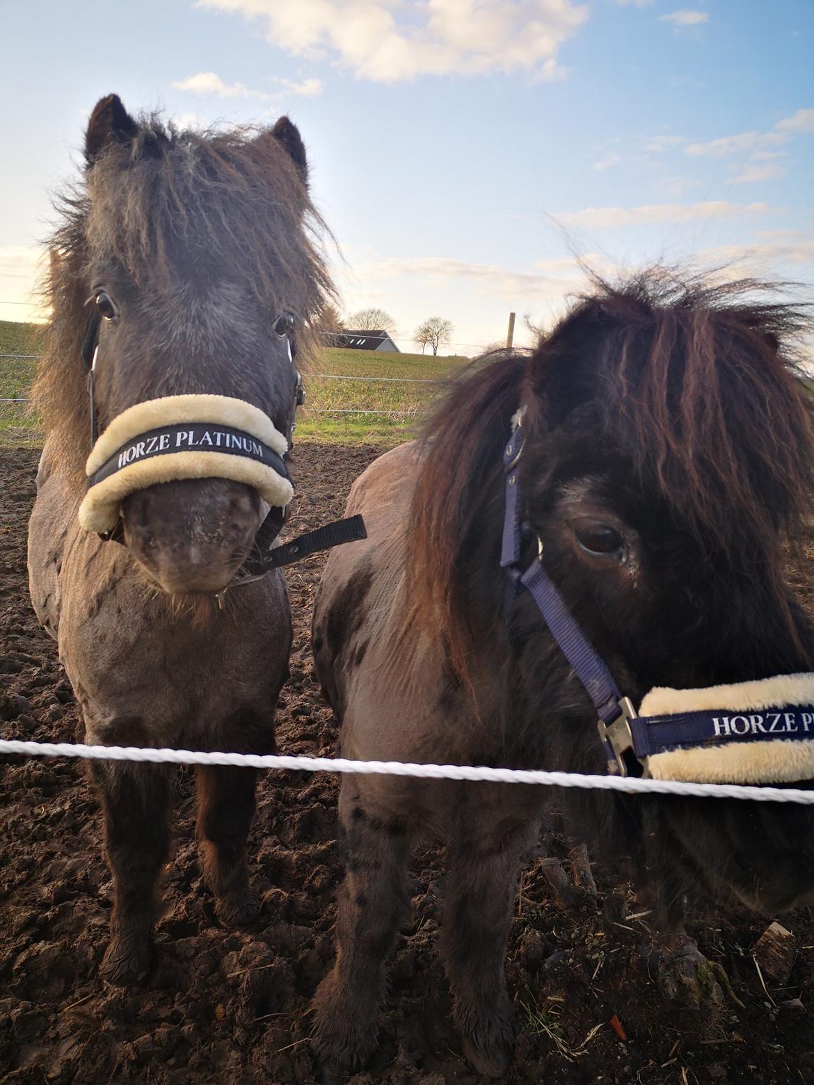 Shetlænder Nicki billede 9