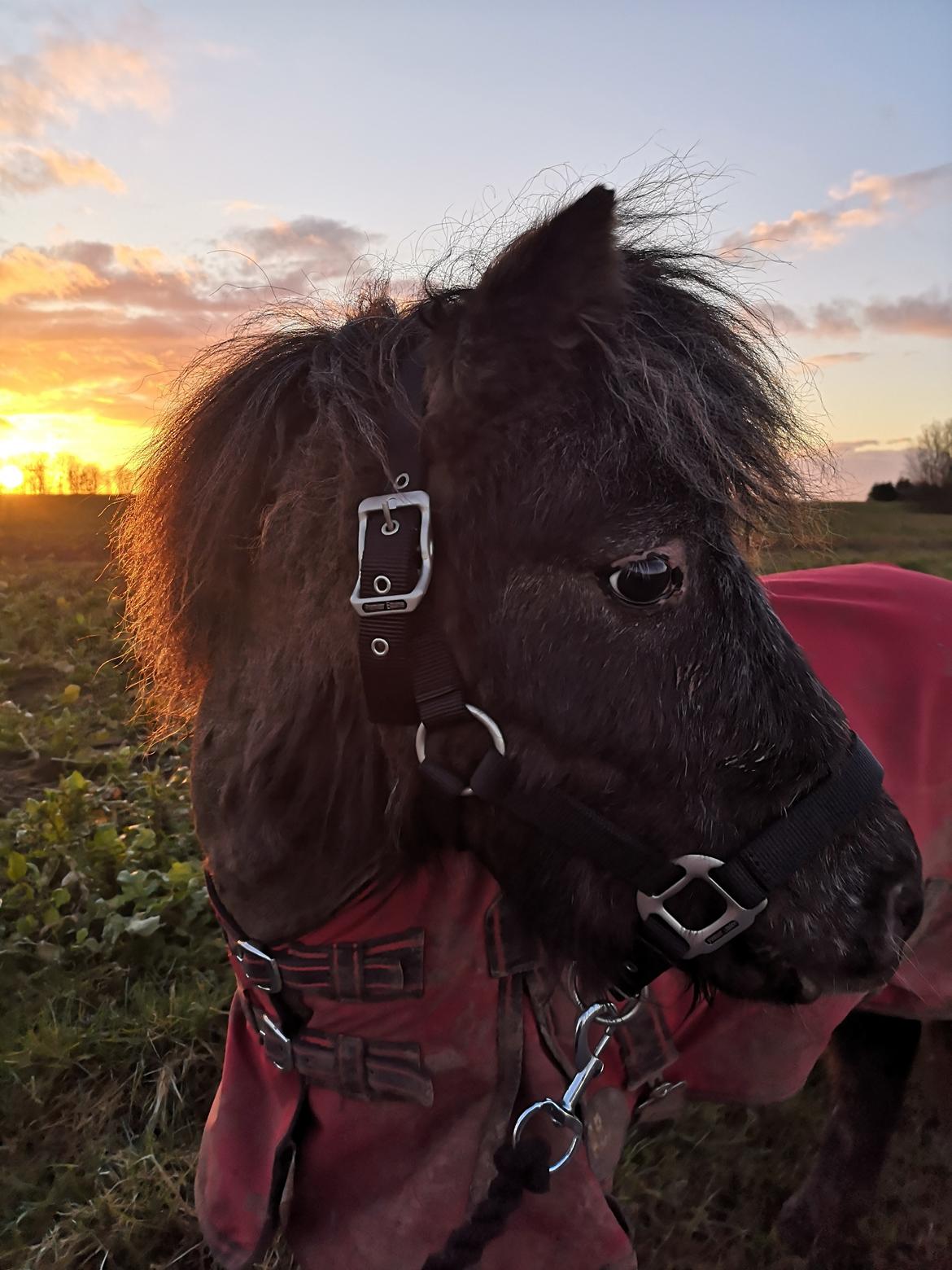 Anden særlig race Callisto billede 12