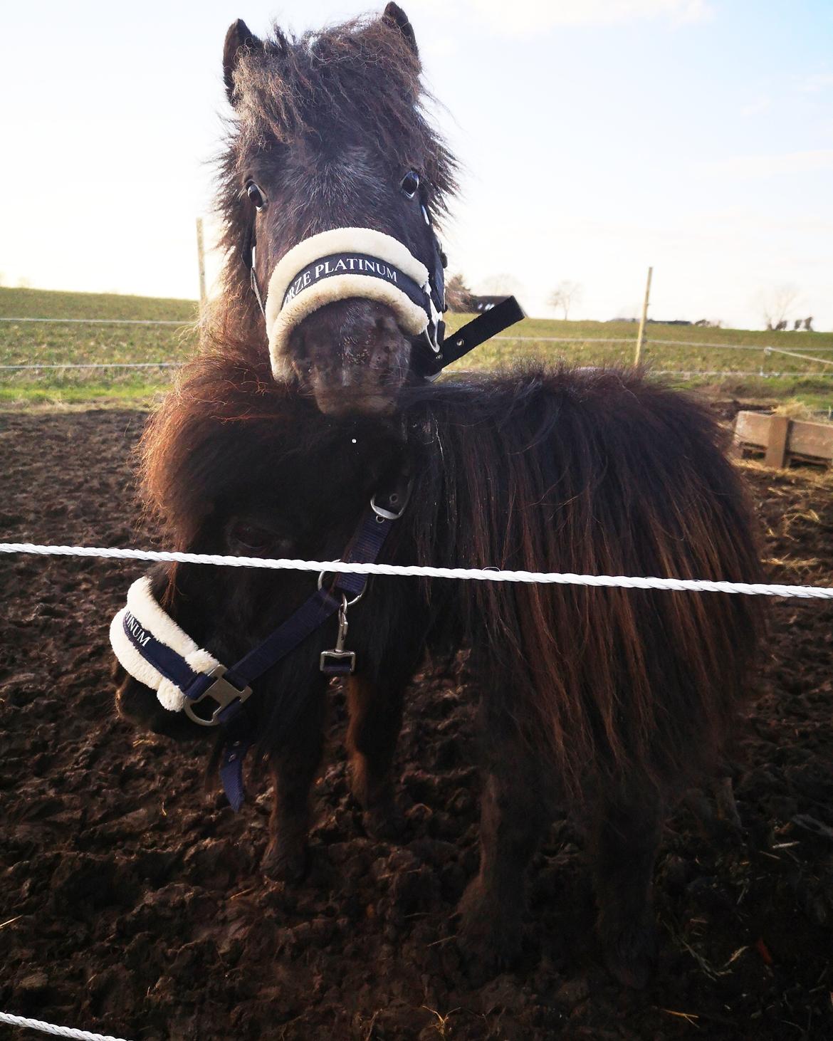 Anden særlig race Callisto billede 13