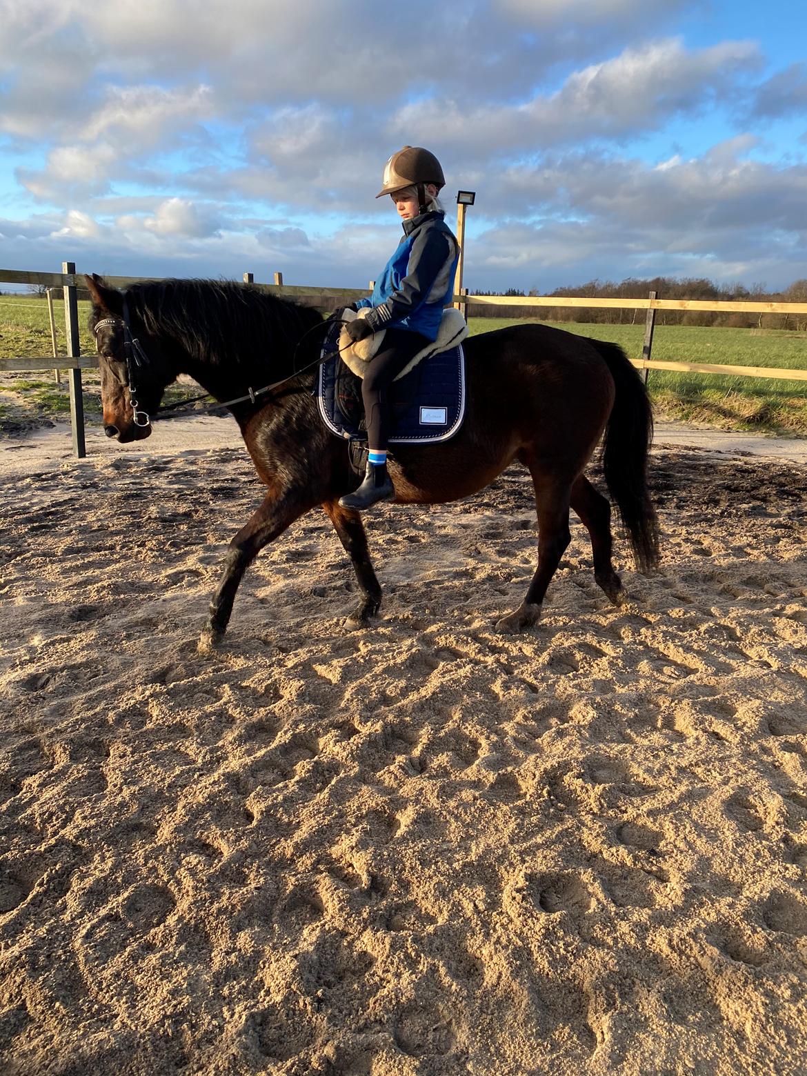 Knabstrupper Jamaicas drøm billede 19