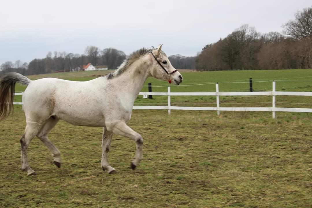 Arabisk fuldblod (OX) Khalil R.I.P. 01-12-2020  billede 7