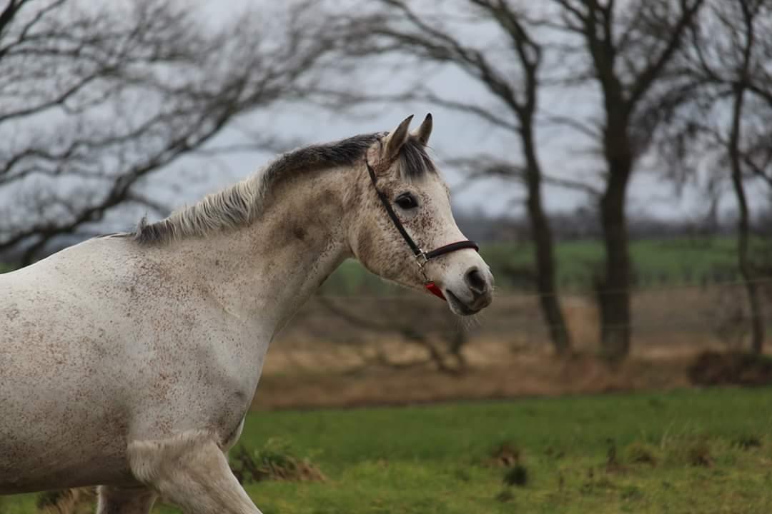 Arabisk fuldblod (OX) Khalil R.I.P. 01-12-2020  billede 9