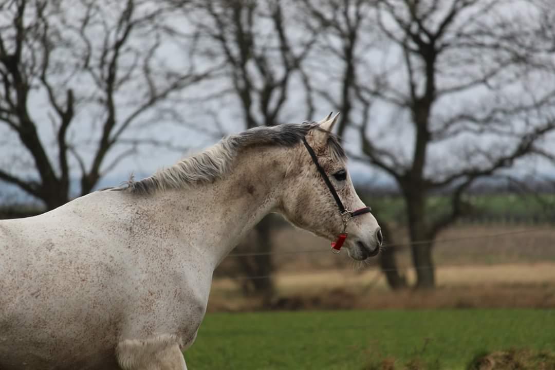 Arabisk fuldblod (OX) Khalil R.I.P. 01-12-2020  billede 14