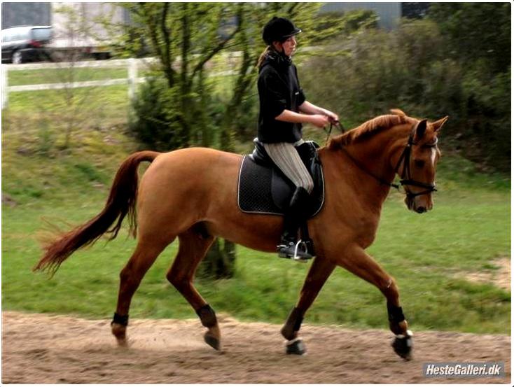 Anden særlig race Atos billede 18