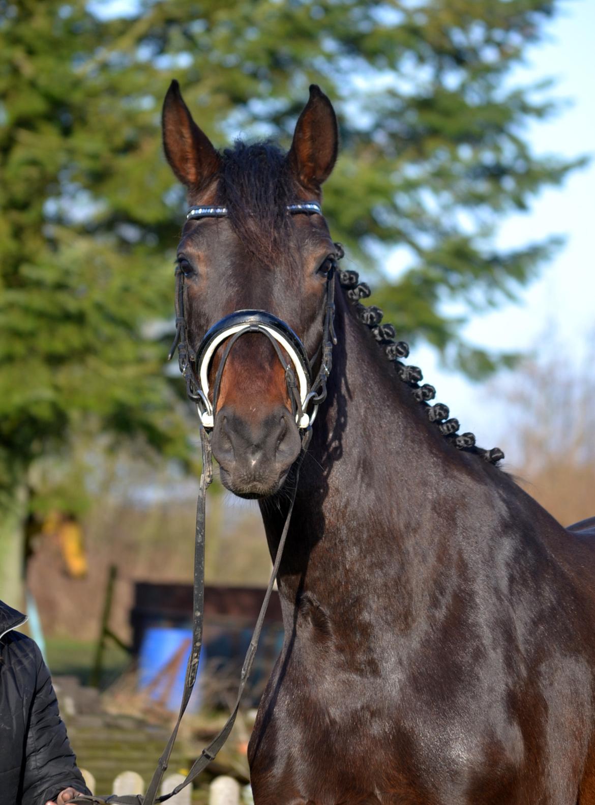 Dansk Varmblod Laetus ziva - SOLGT - D. 21/2-2020 billede 1