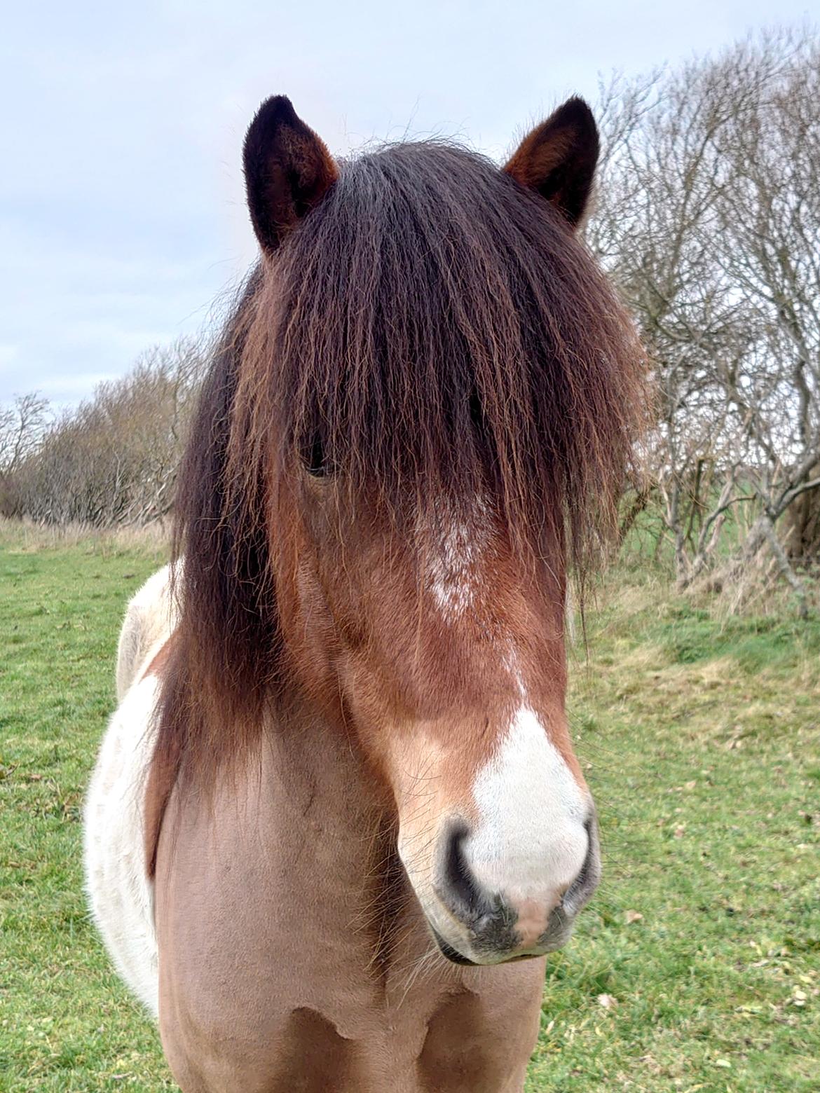 Islænder Kraftur fra Kærgården billede 1