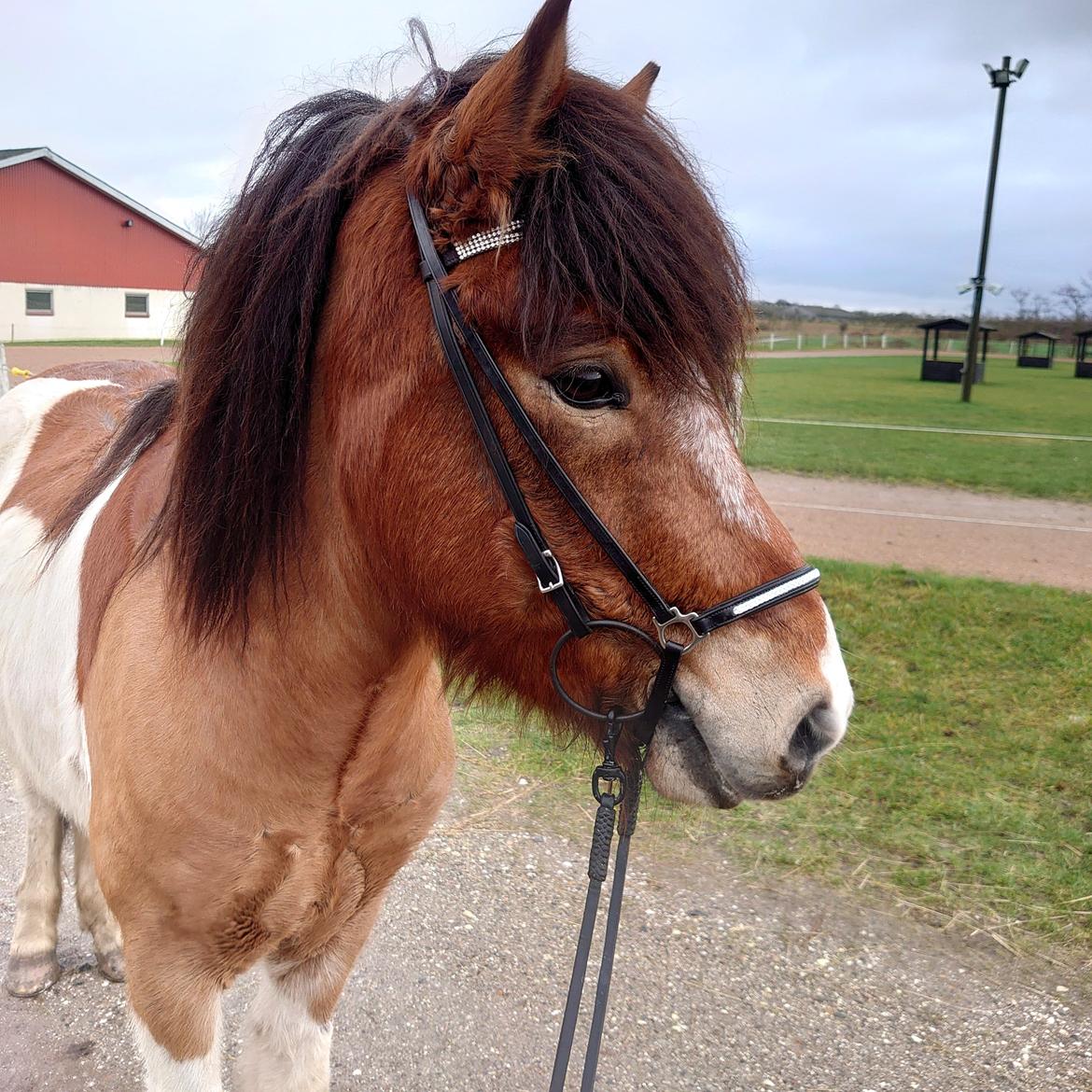 Islænder Kraftur fra Kærgården billede 2