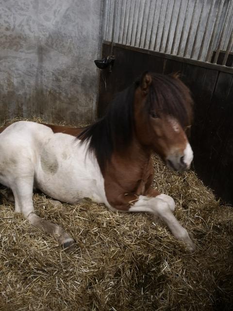 Islænder Kraftur fra Kærgården billede 3