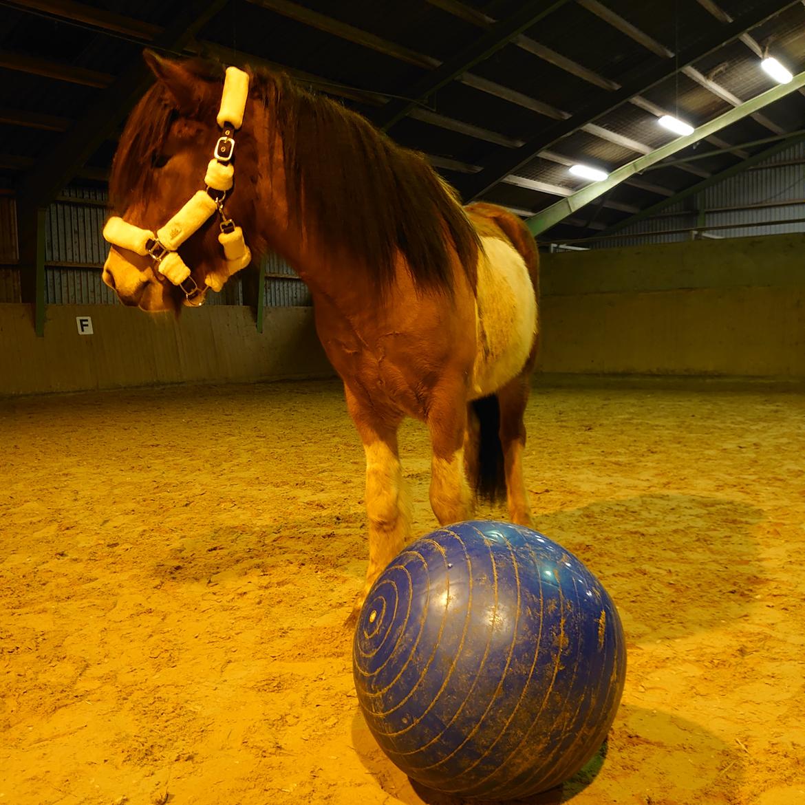Islænder Kraftur fra Kærgården billede 4