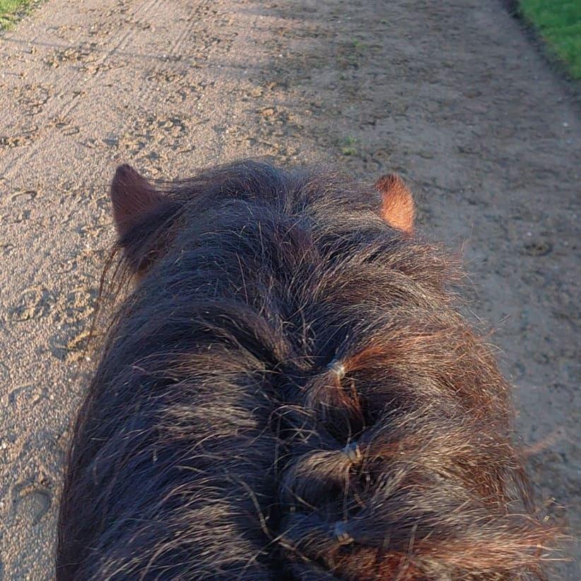 Islænder Kraftur fra Kærgården billede 5