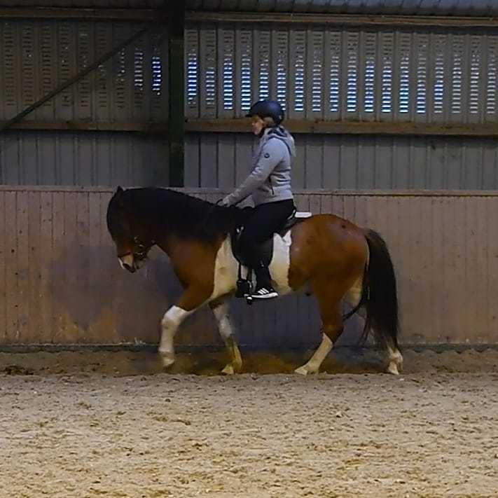 Islænder Kraftur fra Kærgården billede 6