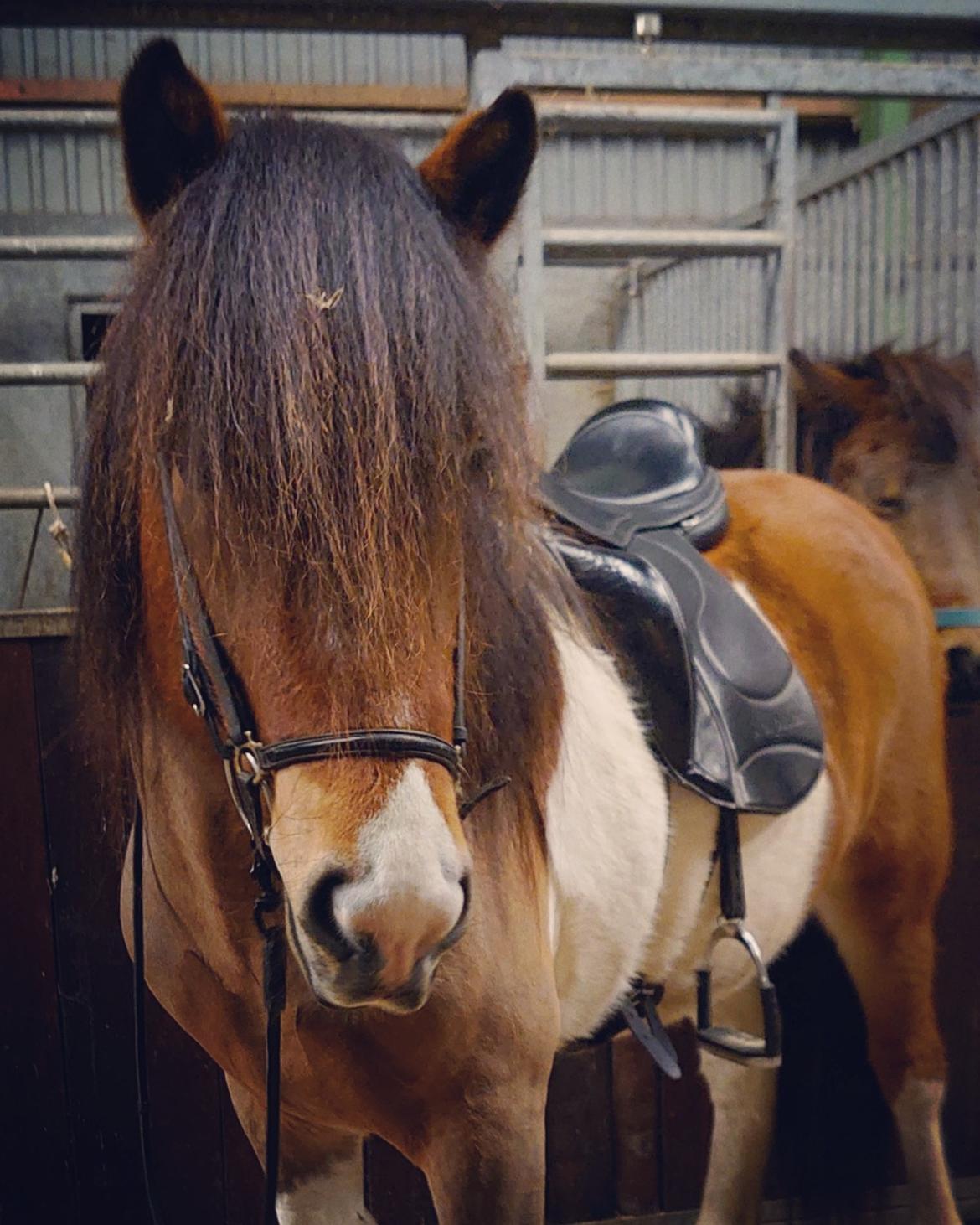 Islænder Kraftur fra Kærgården billede 7
