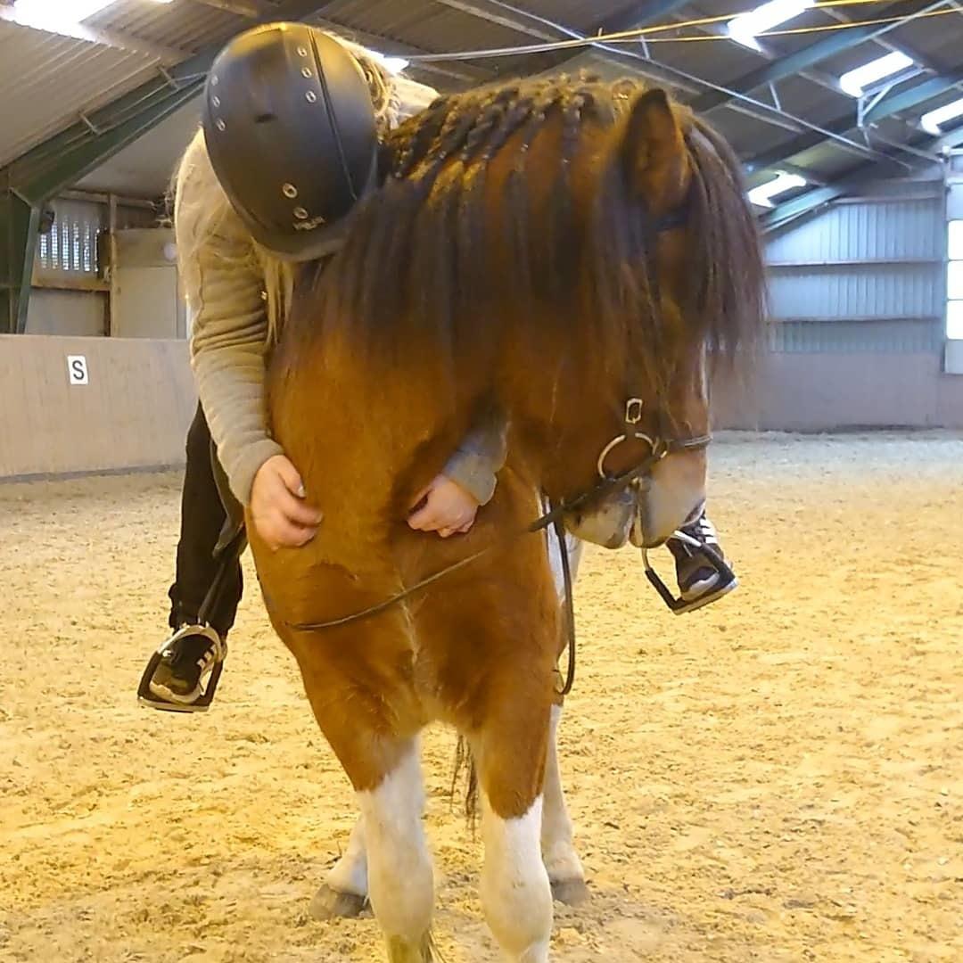 Islænder Kraftur fra Kærgården billede 8