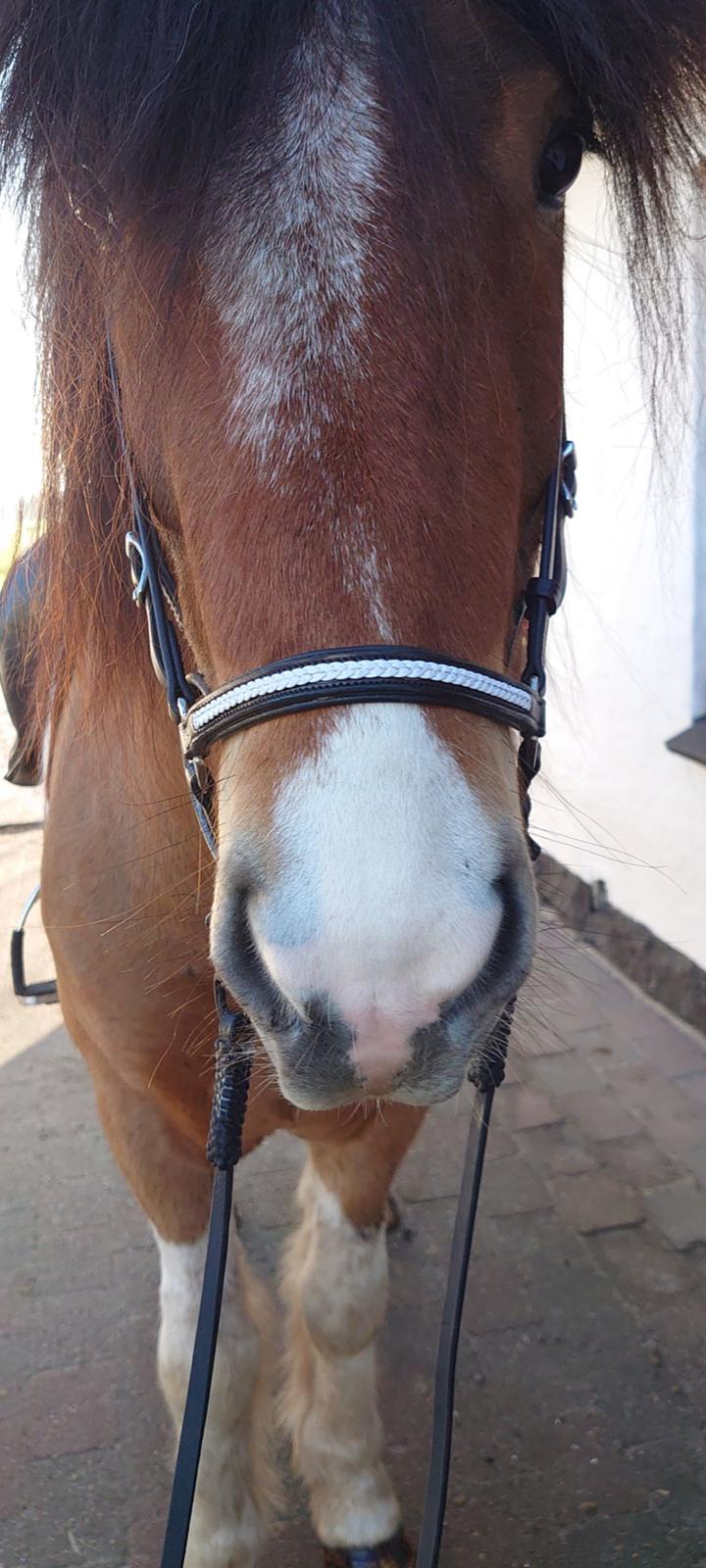 Islænder Kraftur fra Kærgården billede 9