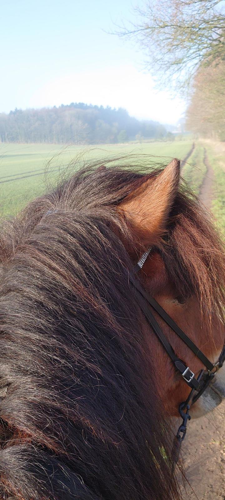Islænder Kraftur fra Kærgården billede 10