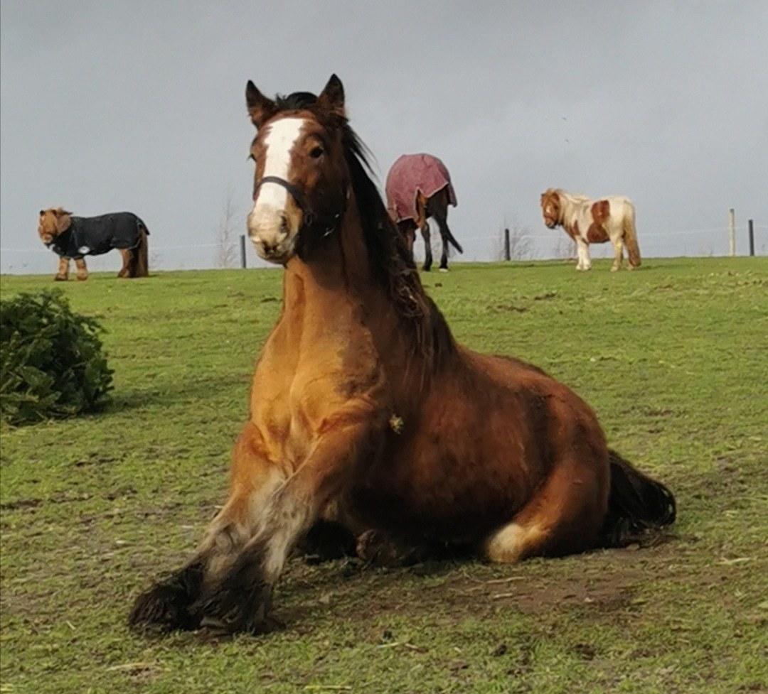 Irish Cob Lenders Winzent of Ireland - Så flot :))  billede 10