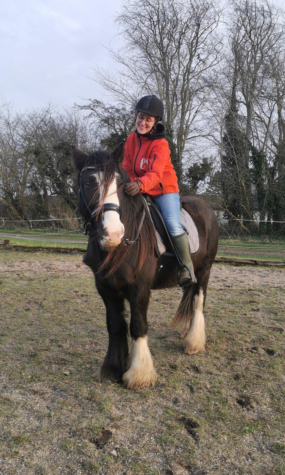 Irish Cob Stald Dalby's Tyrone - Ty har nu officielt startet hans karriere op som ridehest :-)  billede 18
