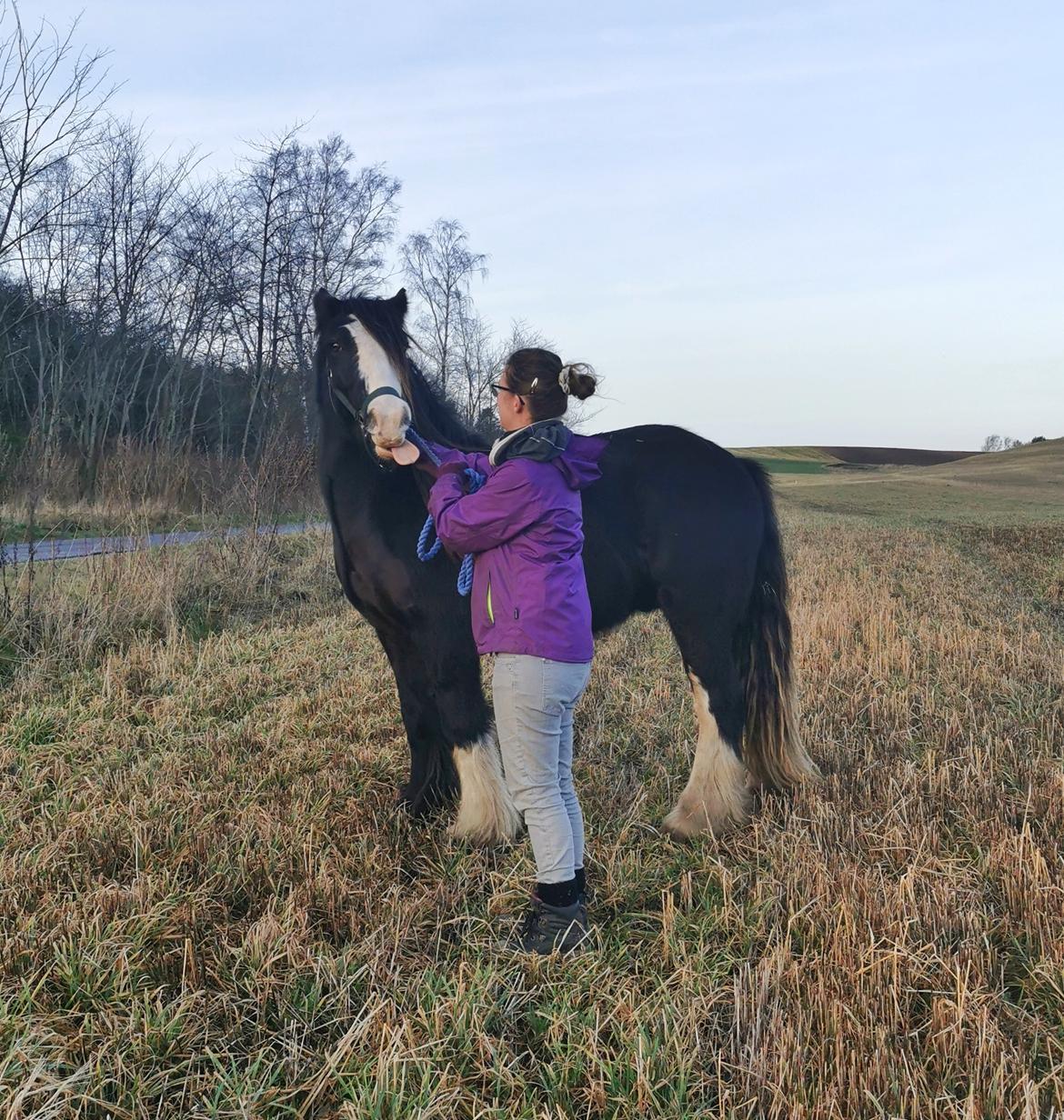 Irish Cob Stald Dalby's Tyrone - Tihi :-)  billede 19