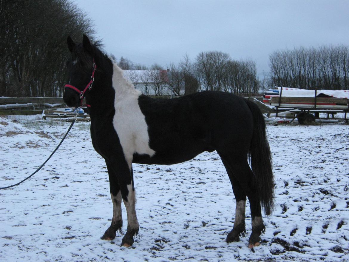 Barockpinto New Star  - Taget d. 10-12-17 de Ffrste snebilleder billede 1