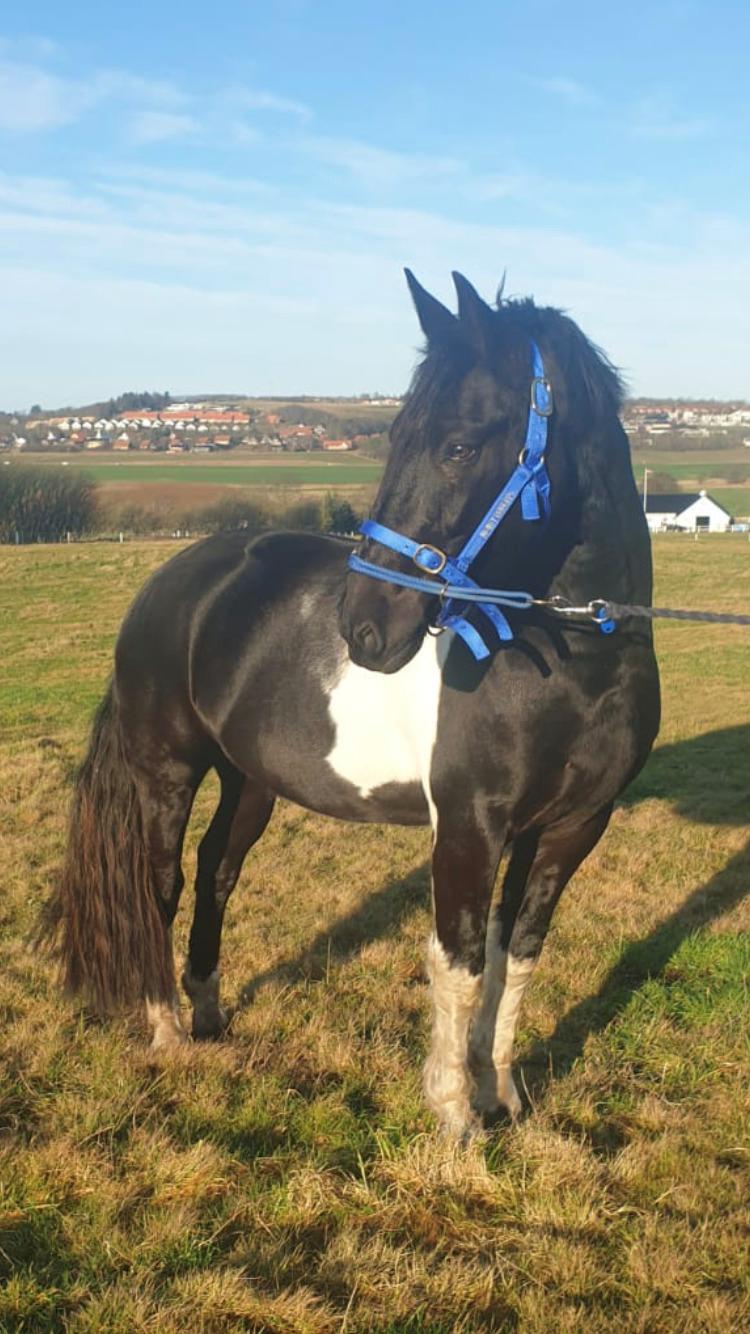 Barockpinto New Star  billede 20