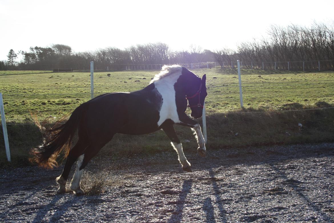 Barockpinto New Star  billede 15