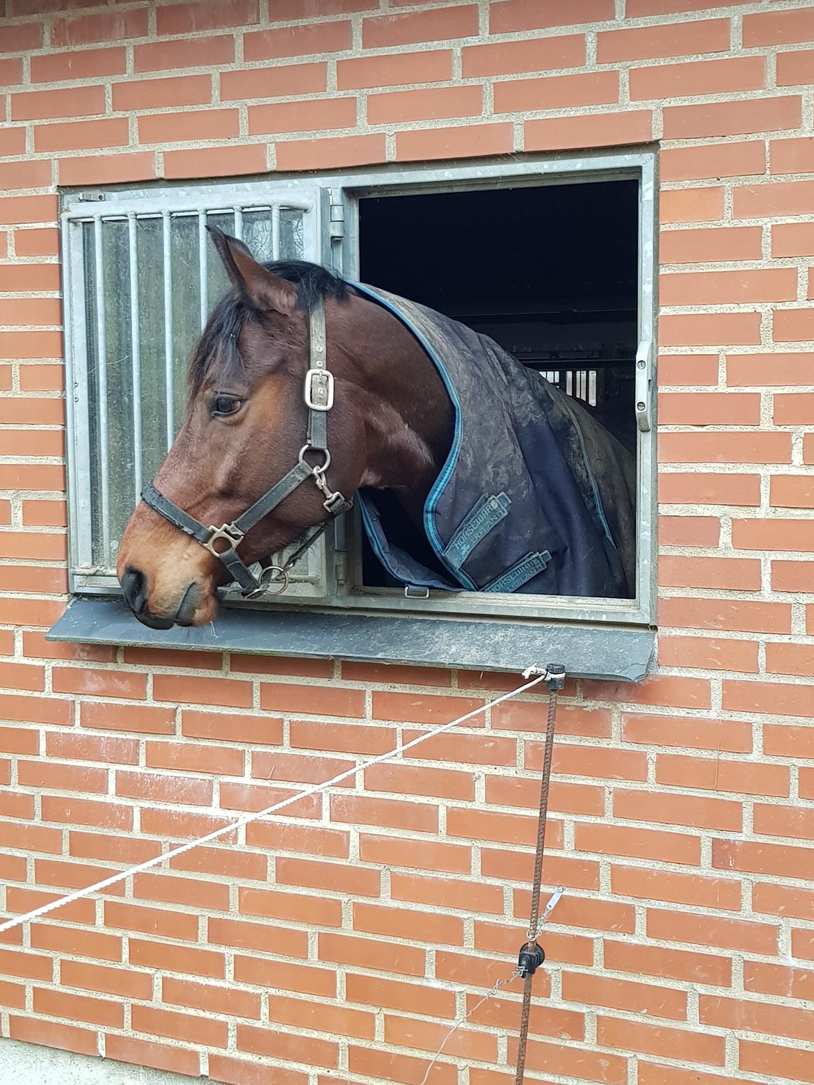 Dansk Varmblod Royal Sunshine (himmelhest) billede 6