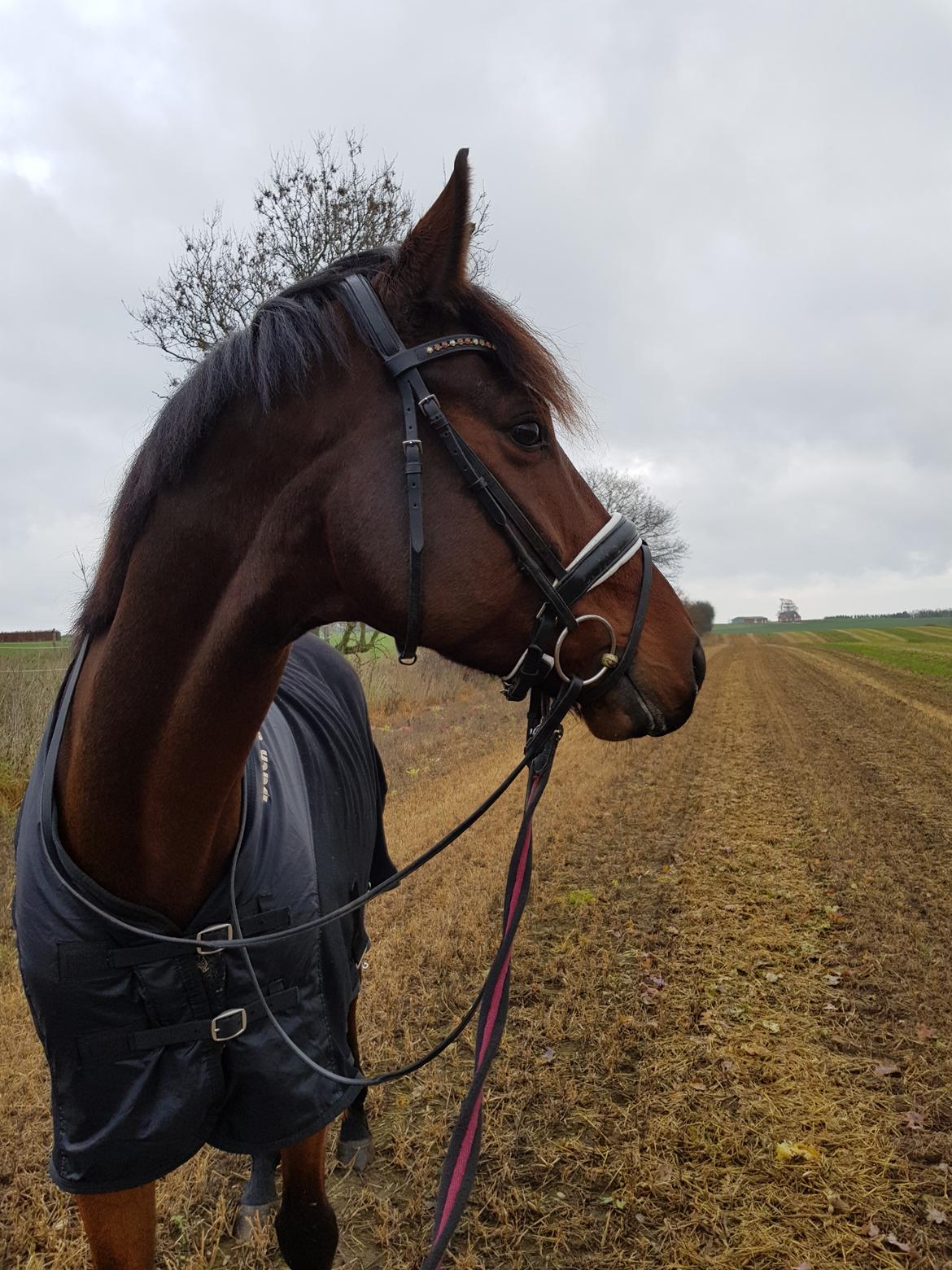 Dansk Varmblod Royal Sunshine (himmelhest) billede 7