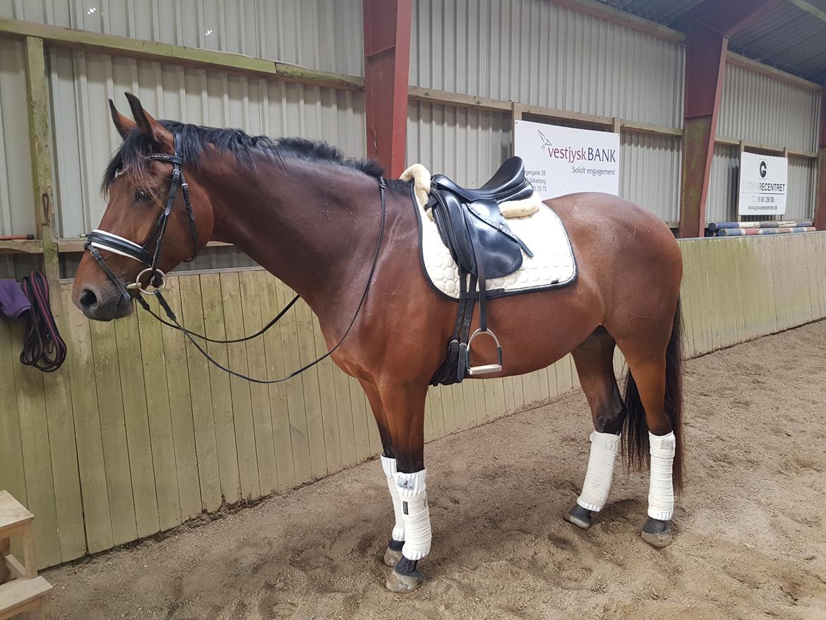 Dansk Varmblod Royal Sunshine (himmelhest) billede 8