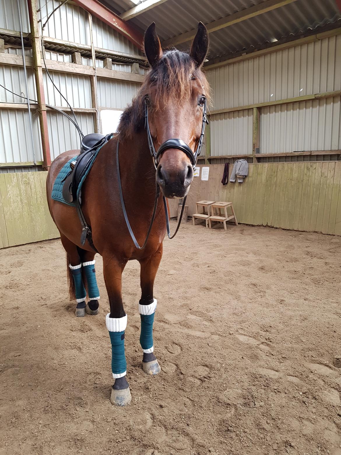 Dansk Varmblod Royal Sunshine (himmelhest) billede 10