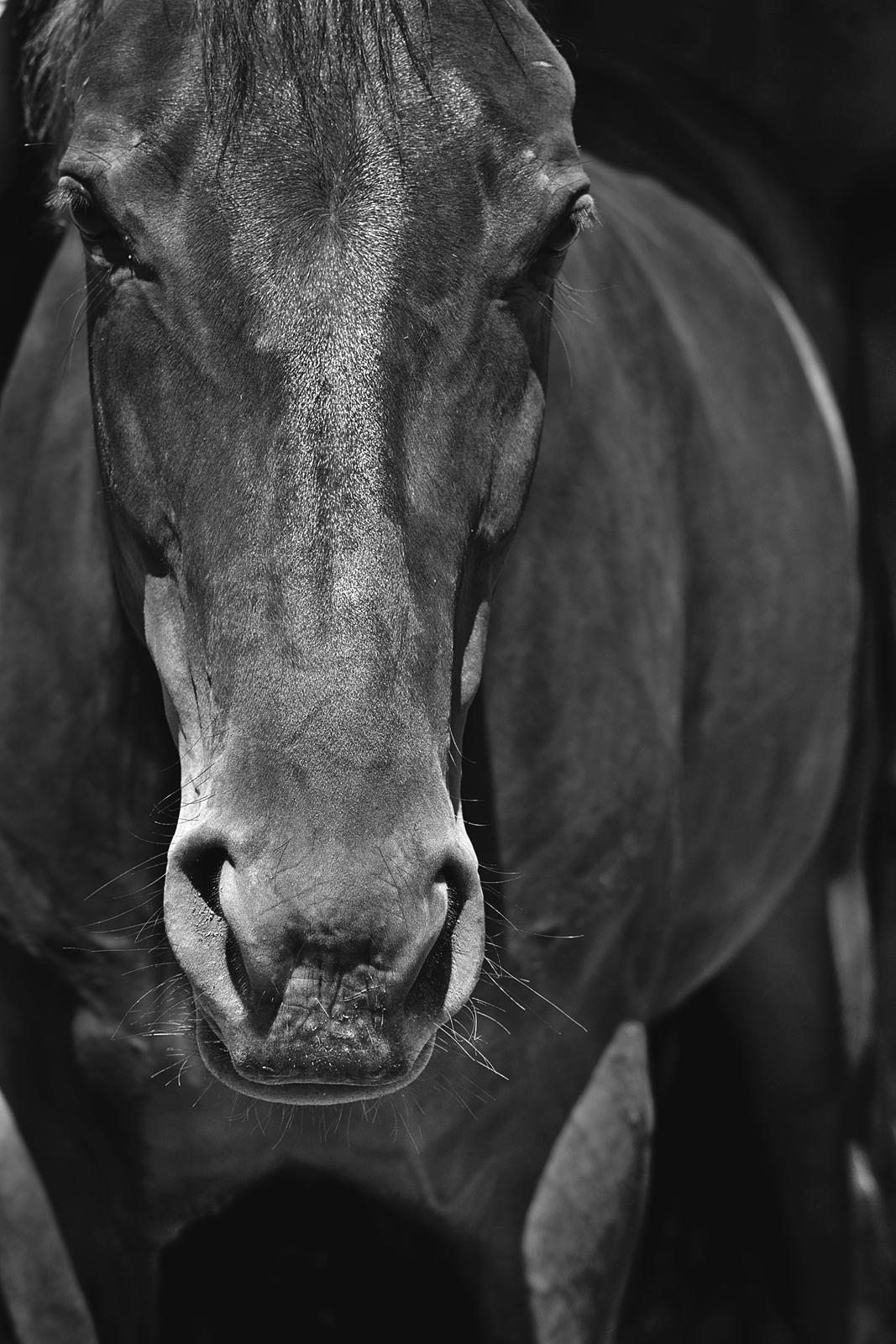 Anden særlig race Nyskovens silas af skovsøgård billede 13